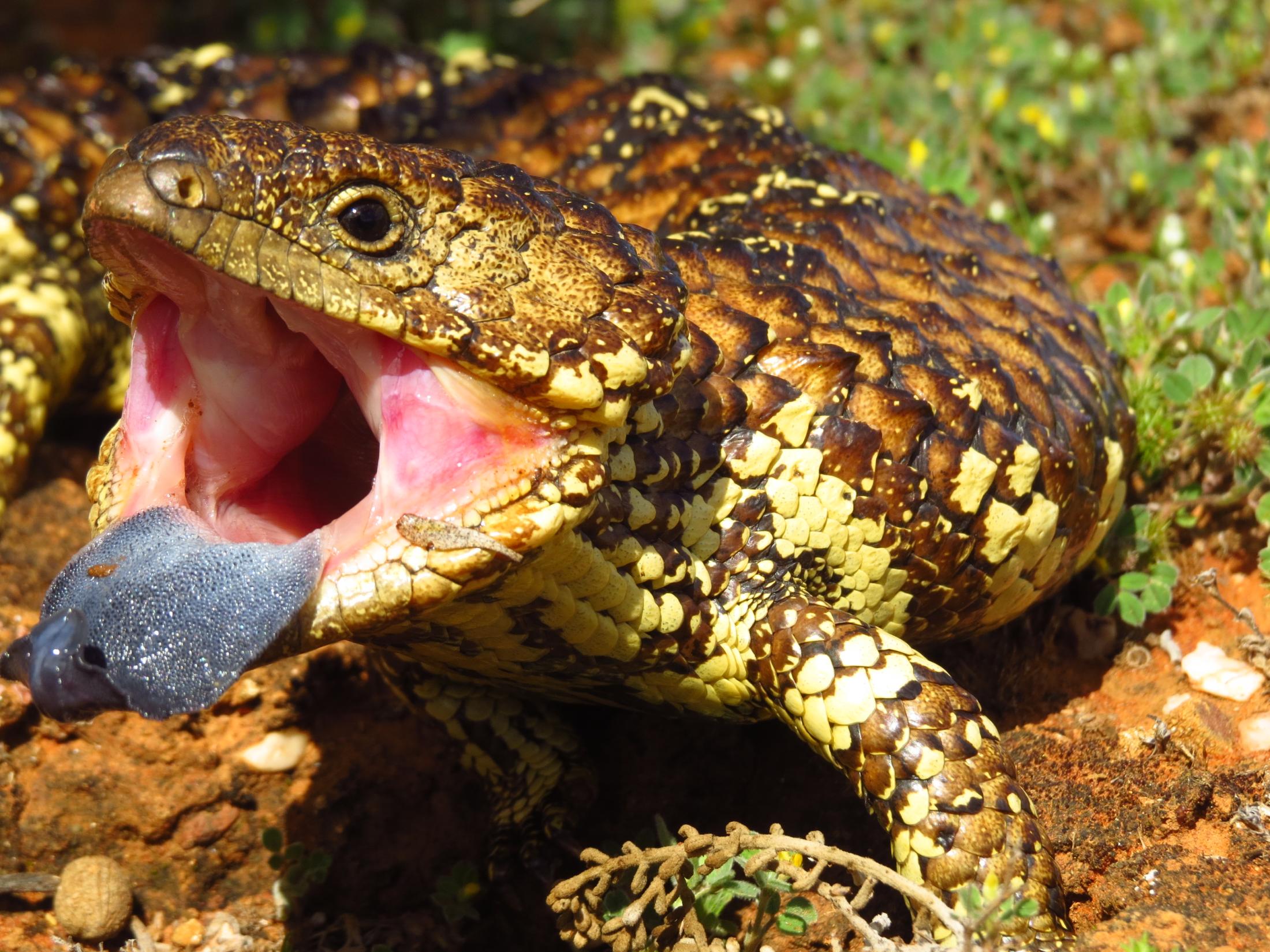 Australian sleepy lizard Orr Spiegel