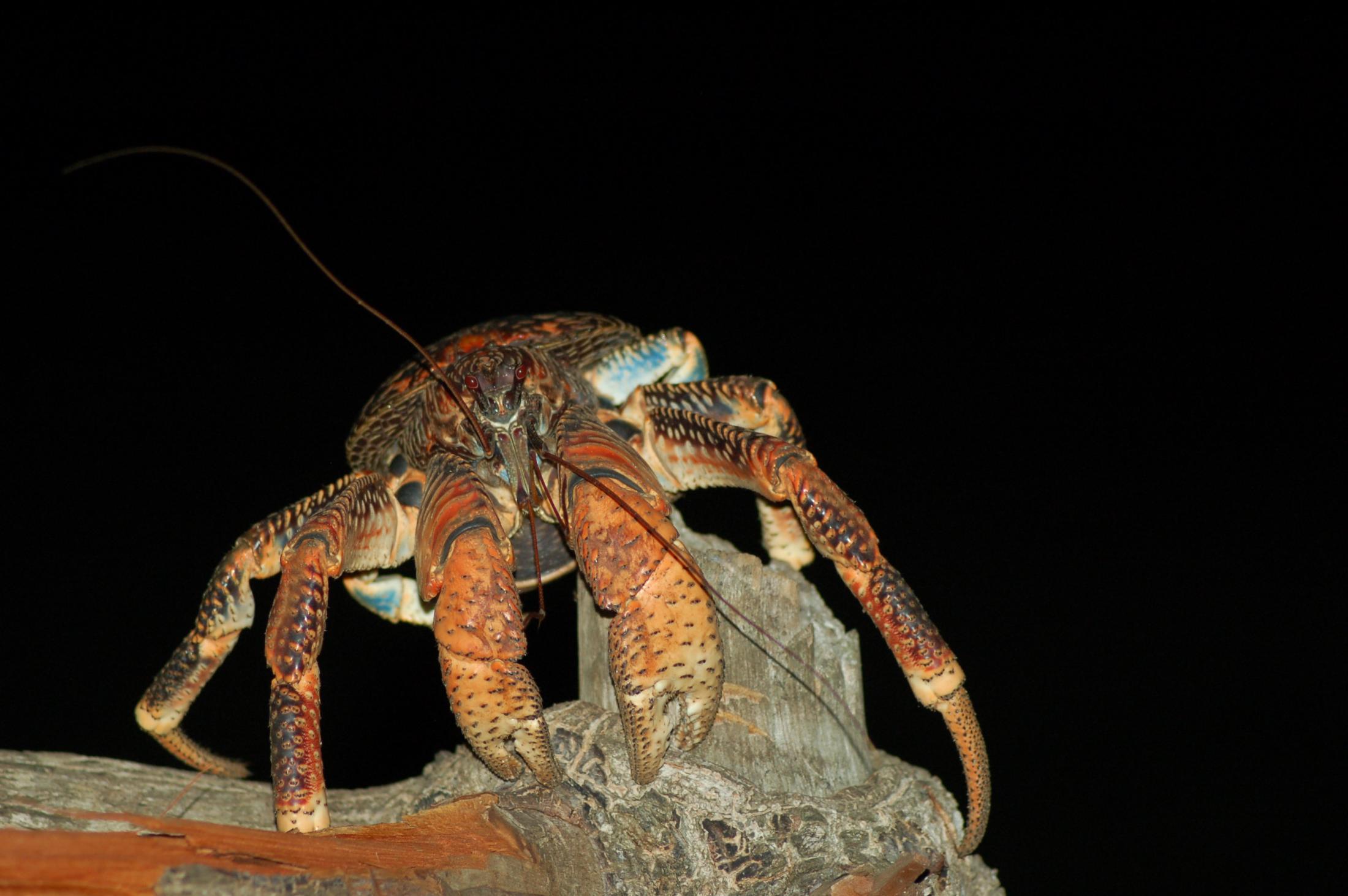 Red coconut crab Tim Caro