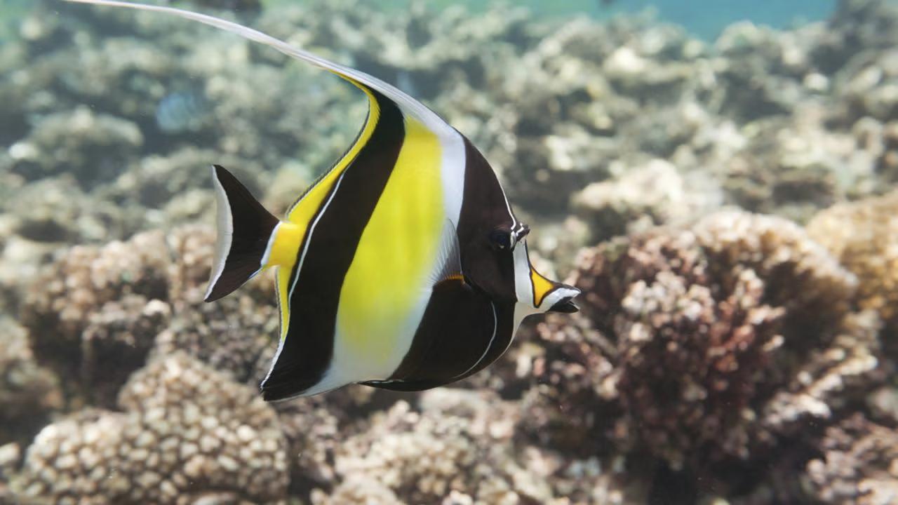 A brightly colored Moorish idol fish with distinctive black, white, and yellow bands and a long trailing dorsal fin swims near a coral reef in clear tropical waters.