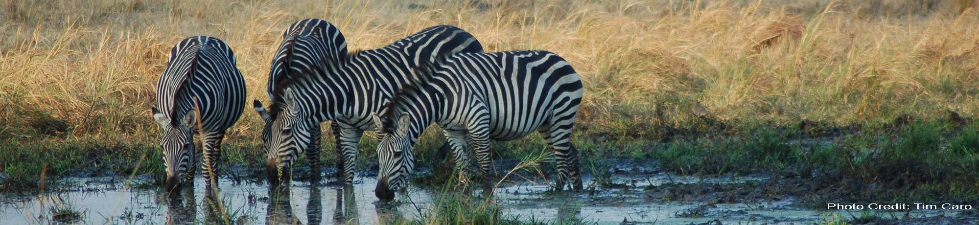 Zebras 