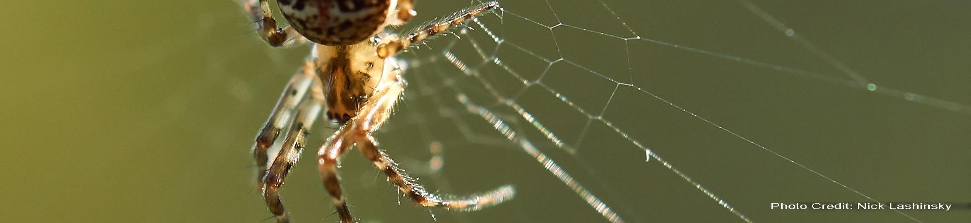 spider