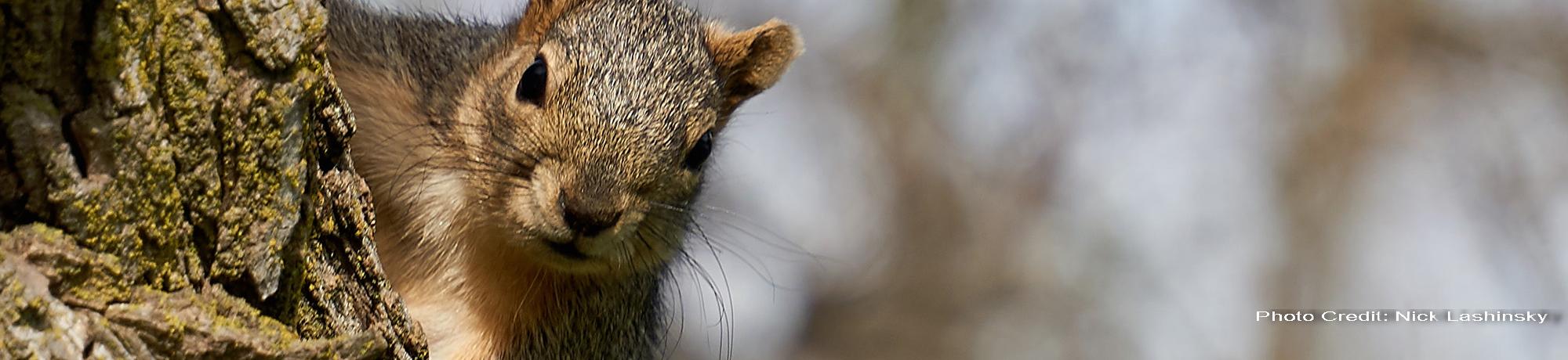squirrel